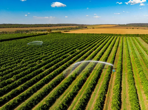 Zavlažování Pomerančové Plantáži Slunečného Dne Brazílii — Stock fotografie