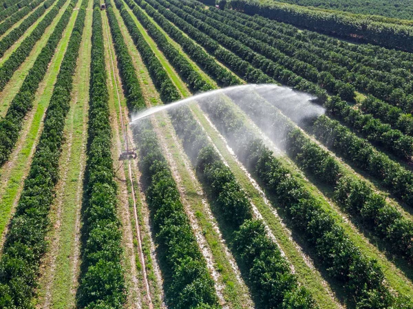 Zavlažování Pomerančové Plantáži Slunečného Dne Brazílii — Stock fotografie