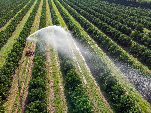 Zavlažování Pomerančové Plantáži Slunečného Dne Brazílii — Stock fotografie