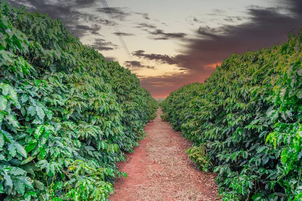 coffee fruit in coffee farm and plantations in Brazil.