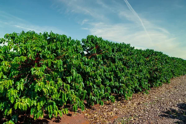 coffee fruit in coffee farm and plantations in Brazil.