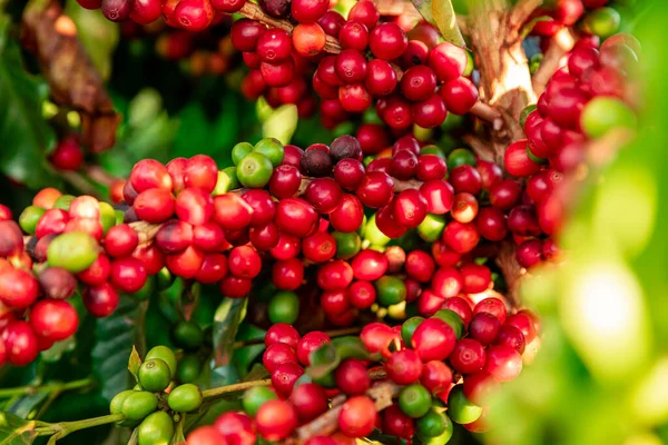 Closeup of coffee fruit in coffee farm and plantations in Brazil.