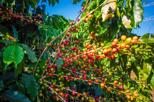 Closeup of coffee fruit in coffee farm and plantations in Brazil.