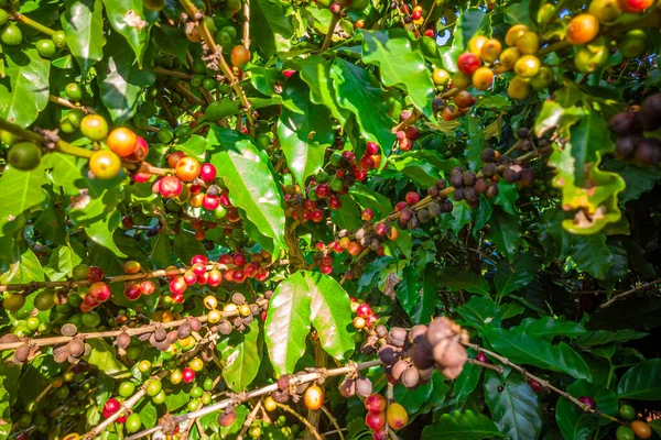 Closeup of coffee fruit in coffee farm and plantations in Brazil.