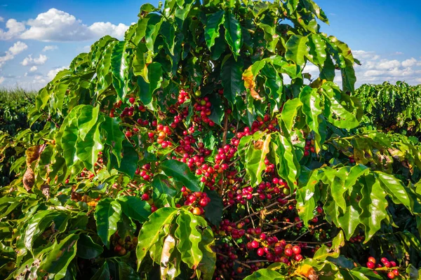 Closeup of coffee fruit in coffee farm and plantations in Brazil.