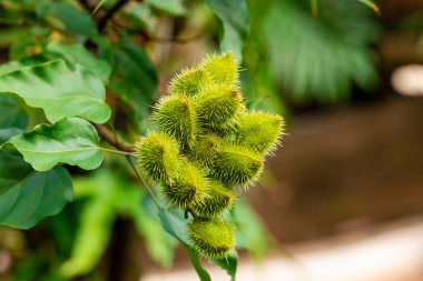 Annatto urucum çiftliği güneşli bir günde.