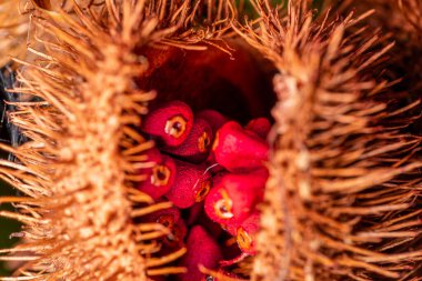 Annatto Makro fotoğrafçılık, ruj bitkisi (Bixa orellana), Achiote veya urucum.