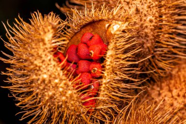 Annatto Makro fotoğrafçılık, ruj bitkisi (Bixa orellana), Achiote veya urucum.