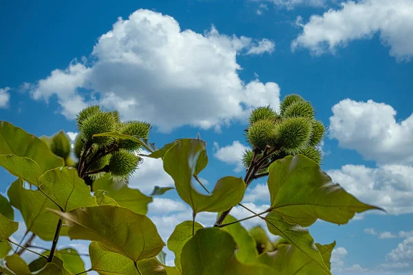 Beautiful Annatto Urucum Plantation Sunny Day Clouds Blue Sky — Stock Photo, Image