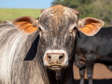 Portrait of a crossbreed ox of the angus breed with nellore. clipart