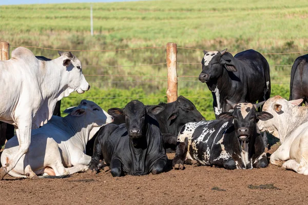 Pecuária Confinada Bois Vacas Dia Ensolarado — Fotografia de Stock
