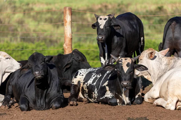 Pecuária Confinada Bois Vacas Dia Ensolarado — Fotografia de Stock