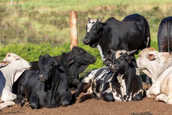 Ganado Confinamiento Bueyes Vacas Día Soleado —  Fotos de Stock