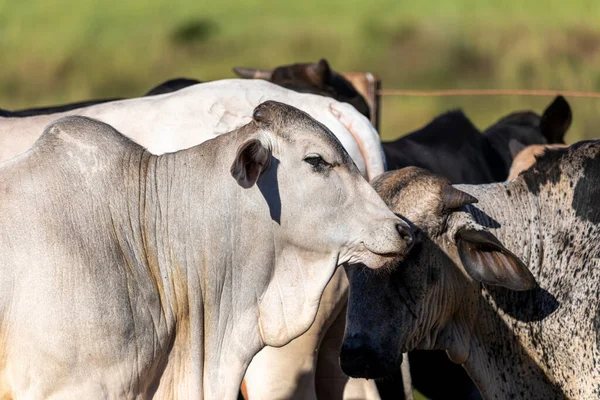 Porträtt Korsning Oxe Canchim Rasen Med Nellore — Stockfoto