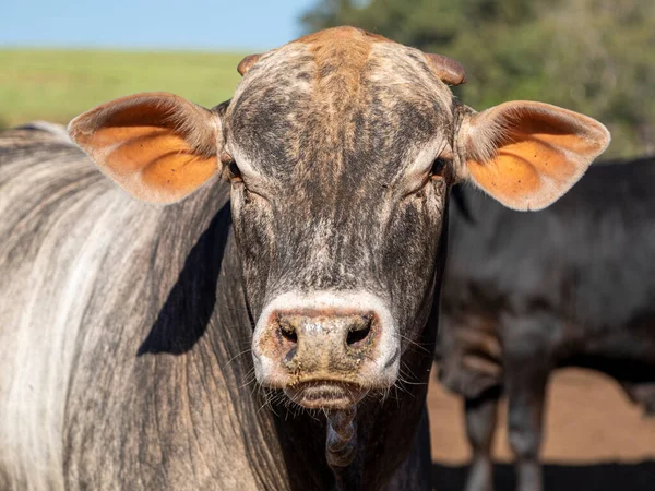 Portrait Eines Mischlingsochsen Der Rasse Angus Mit Nellore — Stockfoto