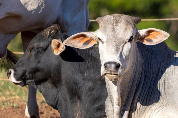 Ganado Confinamiento Bueyes Vacas Día Soleado — Foto de Stock