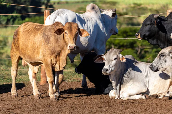 Pecuária Confinada Bois Vacas Dia Ensolarado — Fotografia de Stock