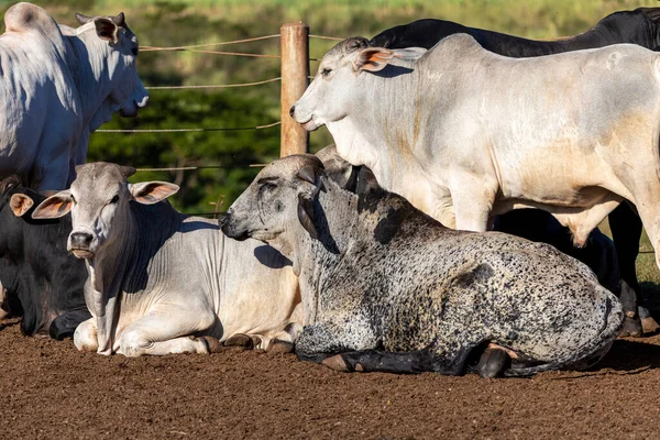 Pecuária Confinada Bois Vacas Dia Ensolarado — Fotografia de Stock