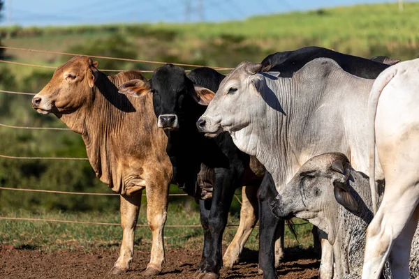 Vieh Stall Ochsen Kühe Sonniger Tag — Stockfoto