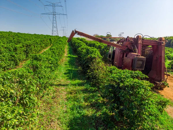 巴西种植园田间采摘咖啡的机器 — 图库照片