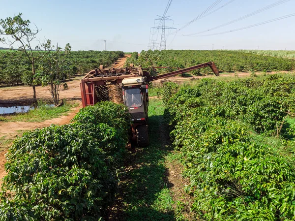Machine in the field harvesting coffee in the plantation of Brazil.