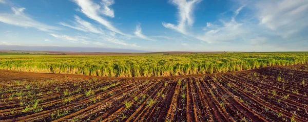 Krásná Plantáž Cukrové Třtiny Panoramatický — Stock fotografie