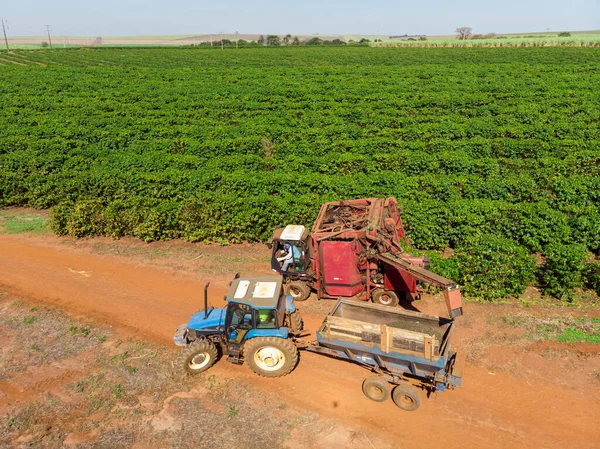 Machine in the field harvesting coffee in the plantation of Brazil.