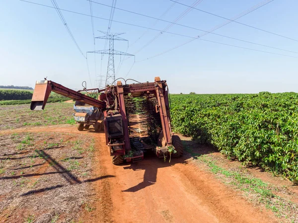 Machine in the field harvesting coffee in the plantation of Brazil.