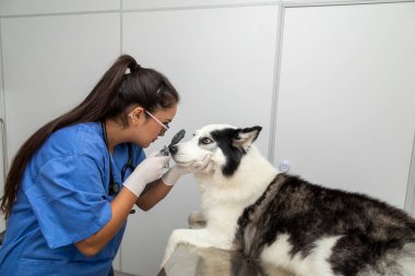 Veteriner bir köpeğin gözünü inceliyor..