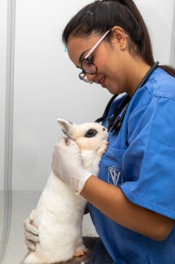 Veteriner doktor bir tavşanı muayene ediyor. .