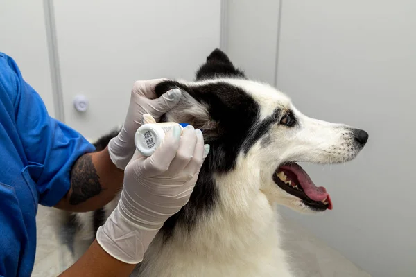 Veterinarian applying medicine to dog\'s ear.