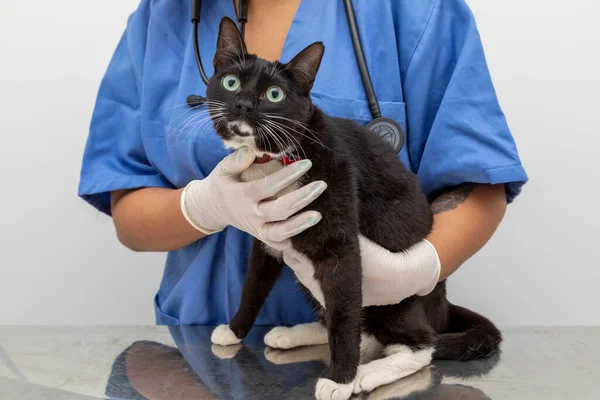 Veterinarian examining domestic cat at clinic.