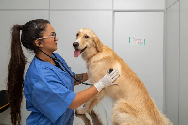Hispanischer Tierarzt Untersucht Einen Hund — Stockfoto