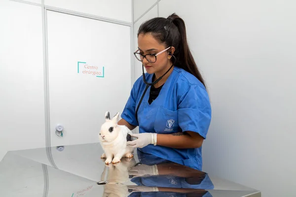 Veterinary doctor examining a rabbit .