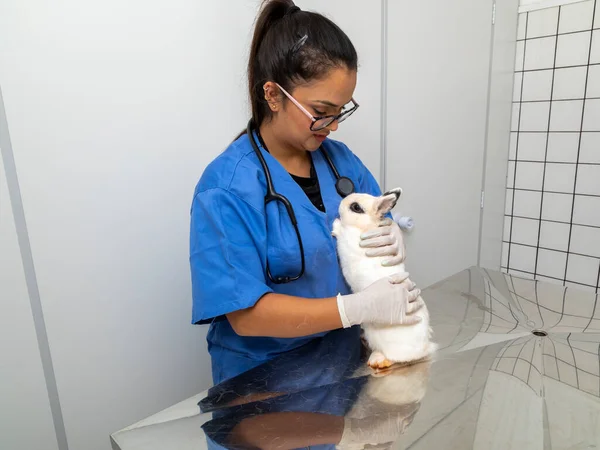 Veterinary Doctor Examining Rabbit — Stock Photo, Image