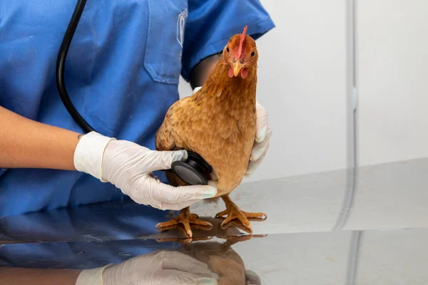 Veteriner doktor küçük bir tavuğu inceliyor..