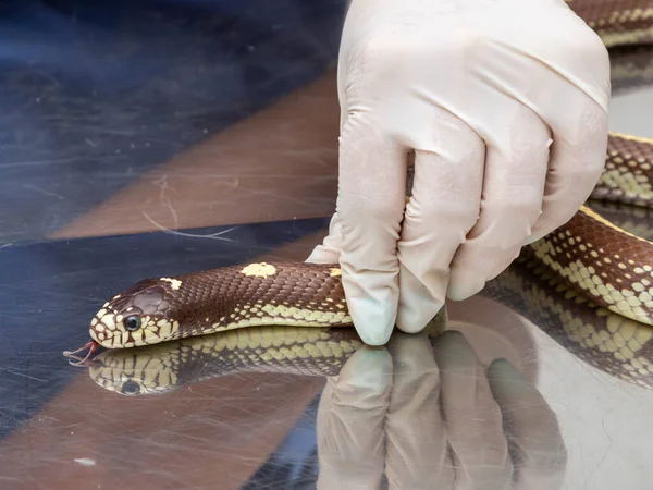 Veterinary Doctor Examining King Snake — Stock Photo, Image