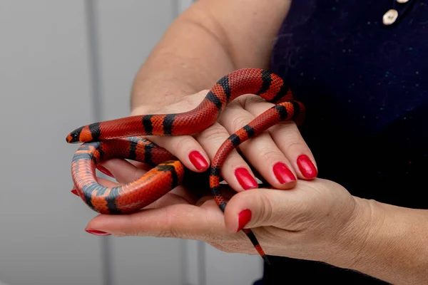 Veterinary Doctor Examining Red White Snake — Stock Photo, Image