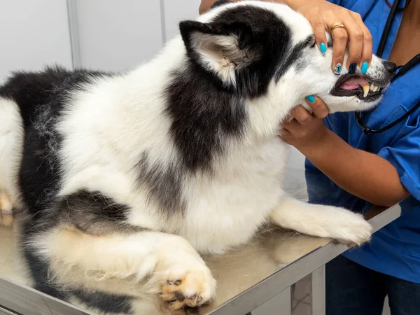 Veterinary doctor examining a dog\'s teeth.