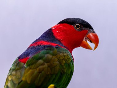 Lory Parrot (Lorius lory) beyaz arkaplan ile ahşap levrek üzerinde..