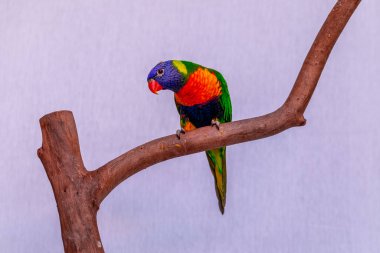 Papağan Trichoglossus moluccanus ahşap levrek üzerinde.