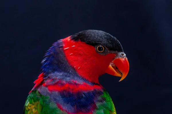 Lory Papagaio Lorius Lory Poleiro Madeira Com Fundo Branco — Fotografia de Stock