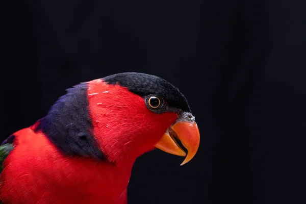 Perroquet Doré Lorius Lory Sur Perchoir Bois Avec Fond Blanc — Photo