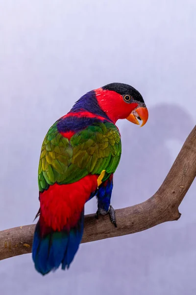 Perroquet Doré Lorius Lory Sur Perchoir Bois Avec Fond Blanc — Photo