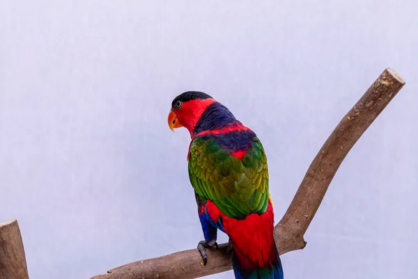 Lory Parrot Lorius Lory Wooden Perch White Background — Stock Photo, Image