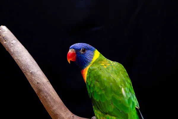 Parrot Trichoglossus Moluccanus Wooden Perch — Stock Photo, Image