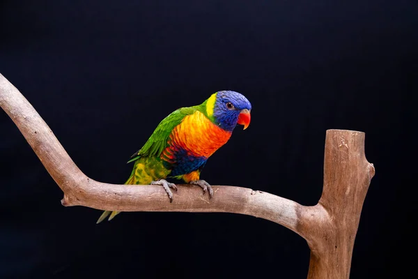 Parrot Trichoglossus Moluccanus Wooden Perch — Stock Photo, Image