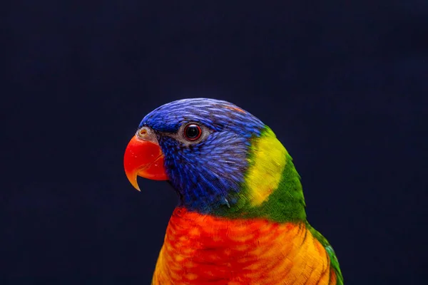 Papagaio Trichoglossus Moluccanus Poleiro Madeira — Fotografia de Stock