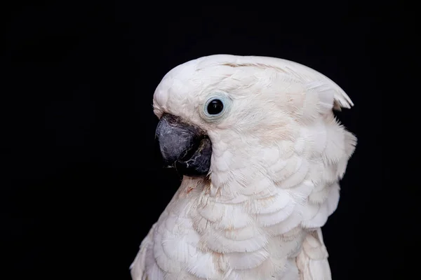 Cacatúa Blanca Primer Plano Con Fondo Negro — Foto de Stock