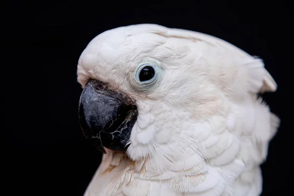 Cacatúa Blanca Primer Plano Con Fondo Negro — Foto de Stock